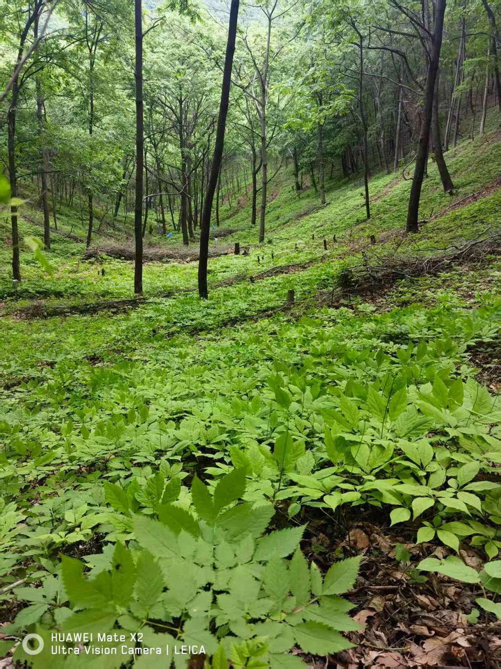 道地中药材